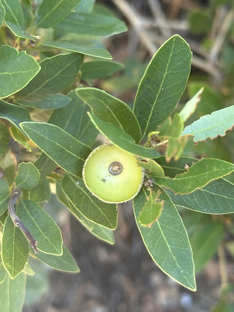 Quercus Vaccinifolia