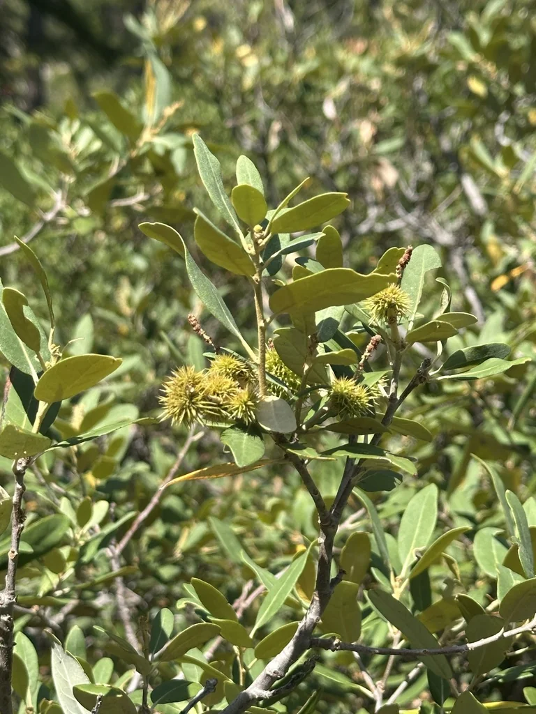 Chrysolepis Sempervirens