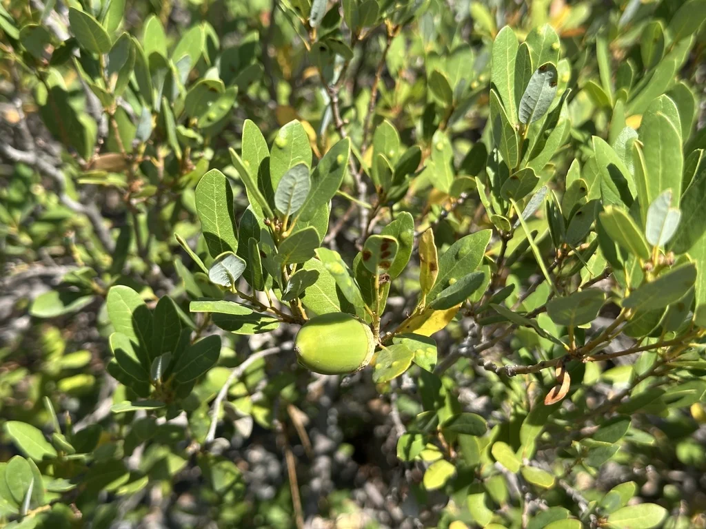 Quercus Vaccinifolia