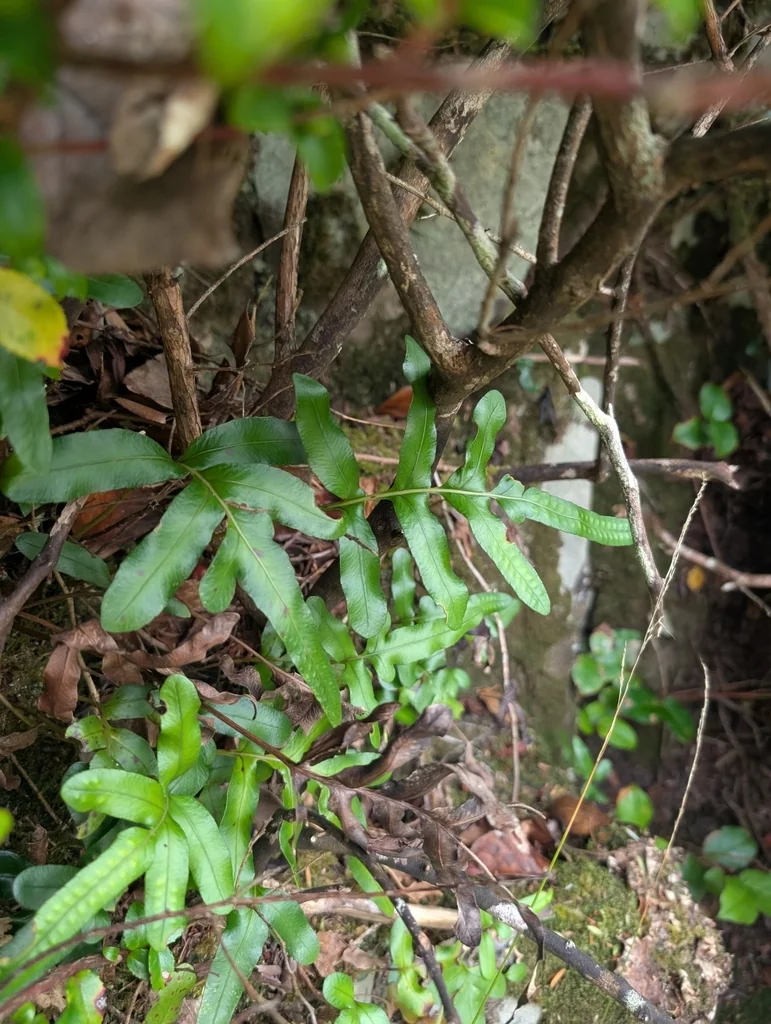 Polypodium Scouleri