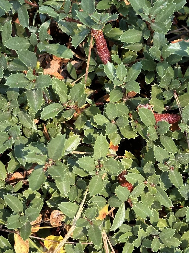 Ceanothus Prostratus