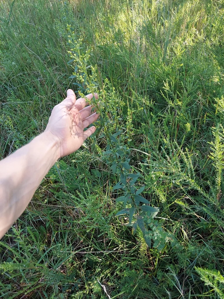 Solidago Speciosa