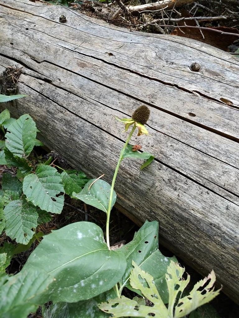 Rudbeckia Occidentalis
