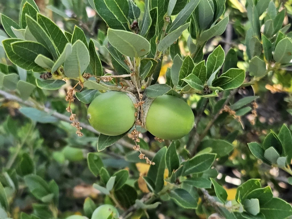 Quercus Vaccinifolia