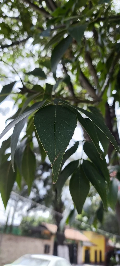 Fraxinus Uhdei