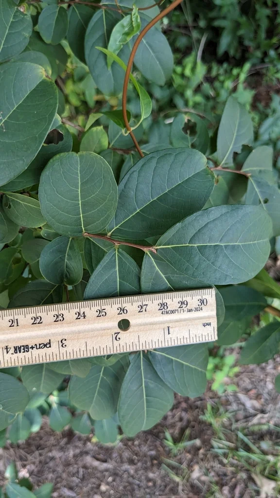 Lagerstroemia indica