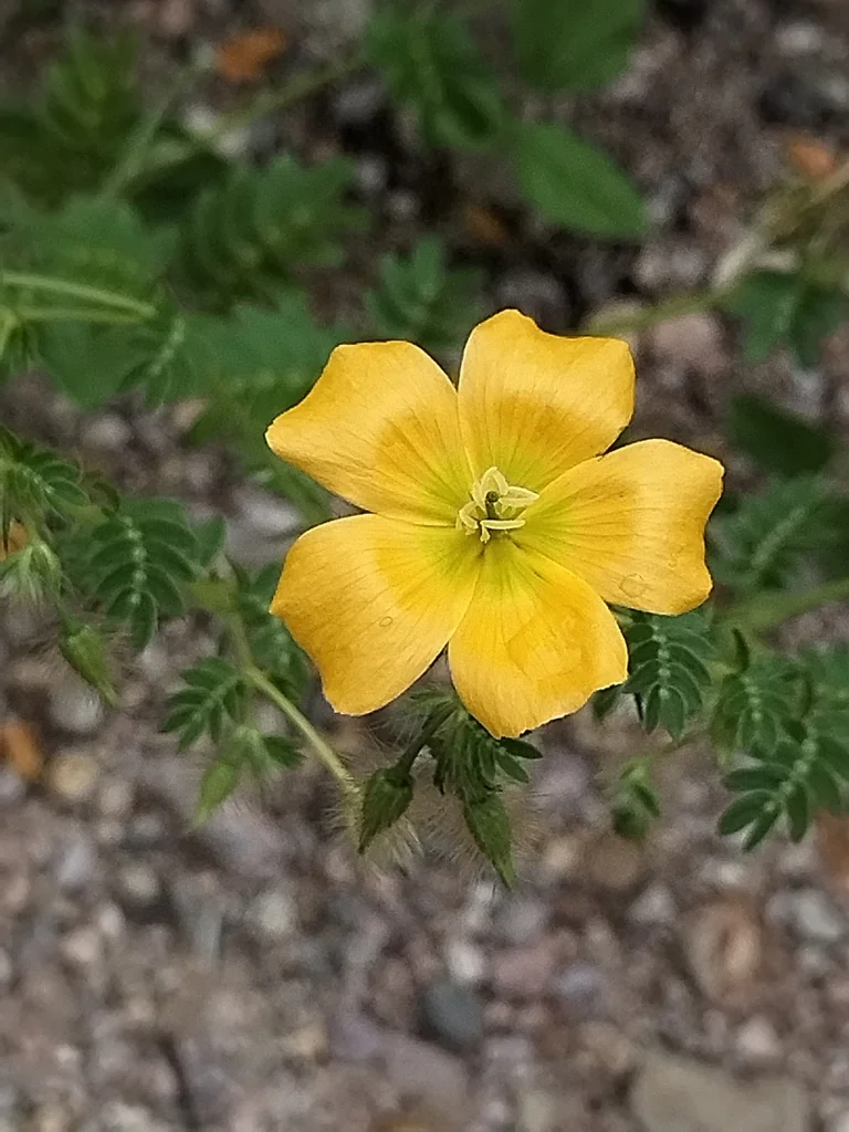 Kallstroemia Grandiflora