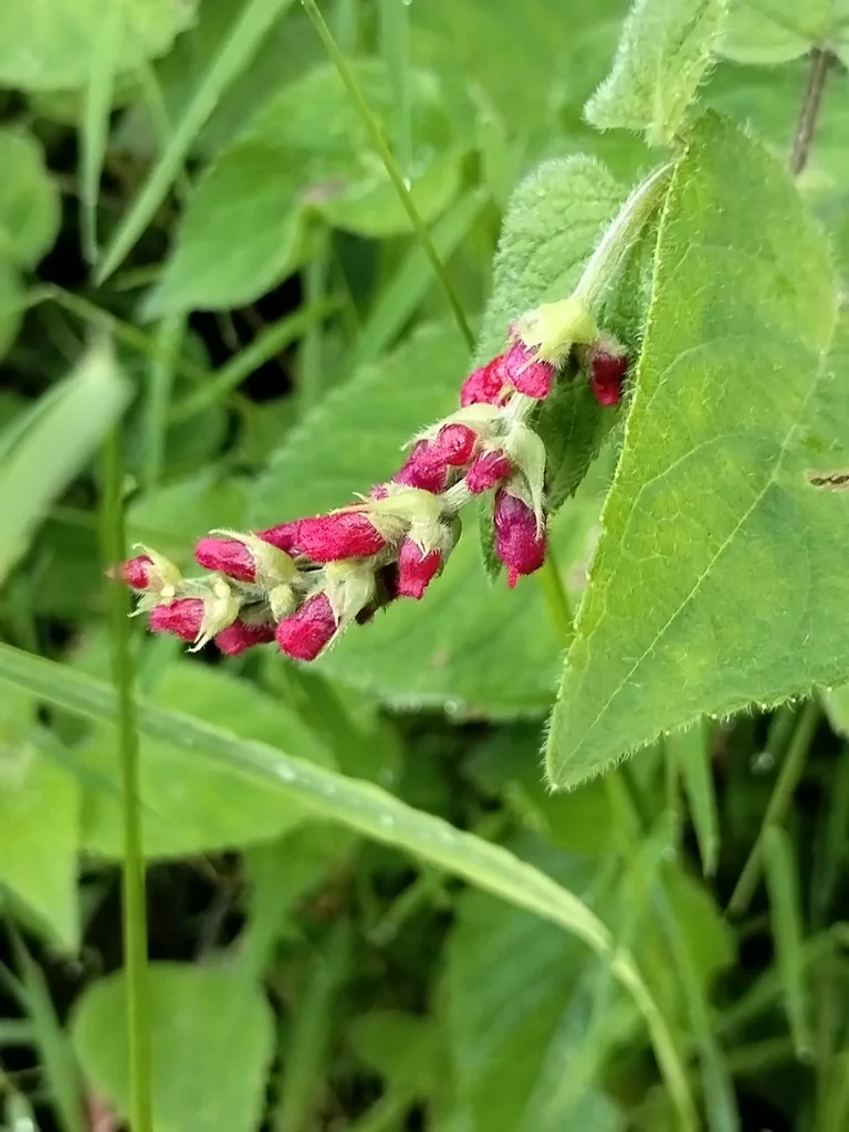 Salvia Elegans