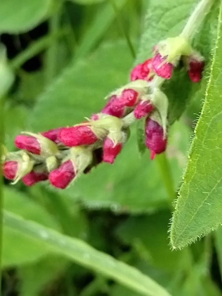 Salvia Elegans