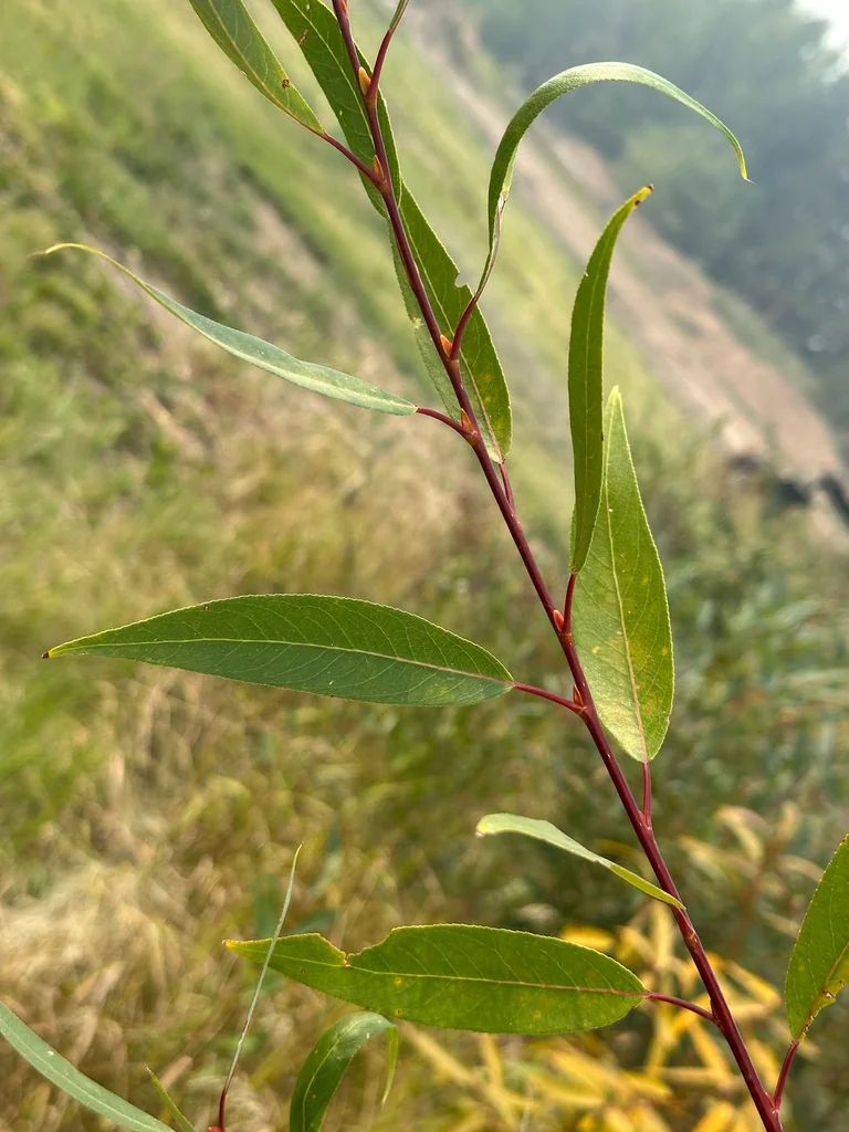 Salix Lucida Ssp. Lasiandra