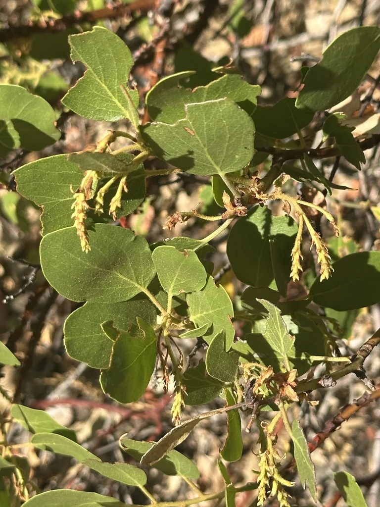 Arctostaphylos Patula