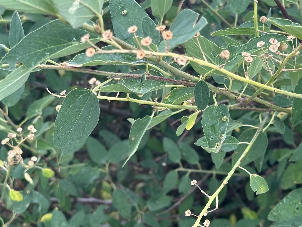 Ceanothus Integerrimus