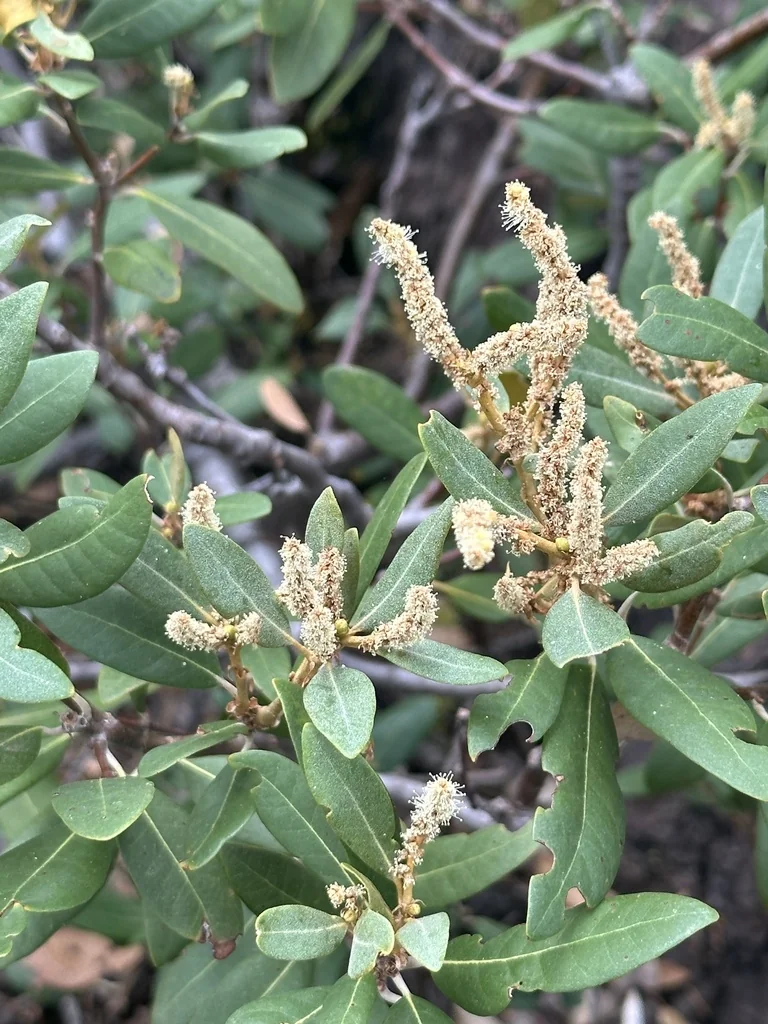 Chrysolepis Sempervirens