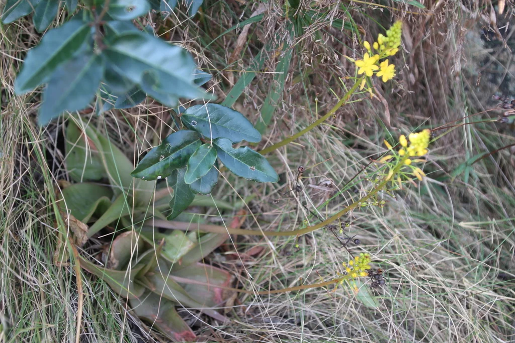 Bulbine Latifolia