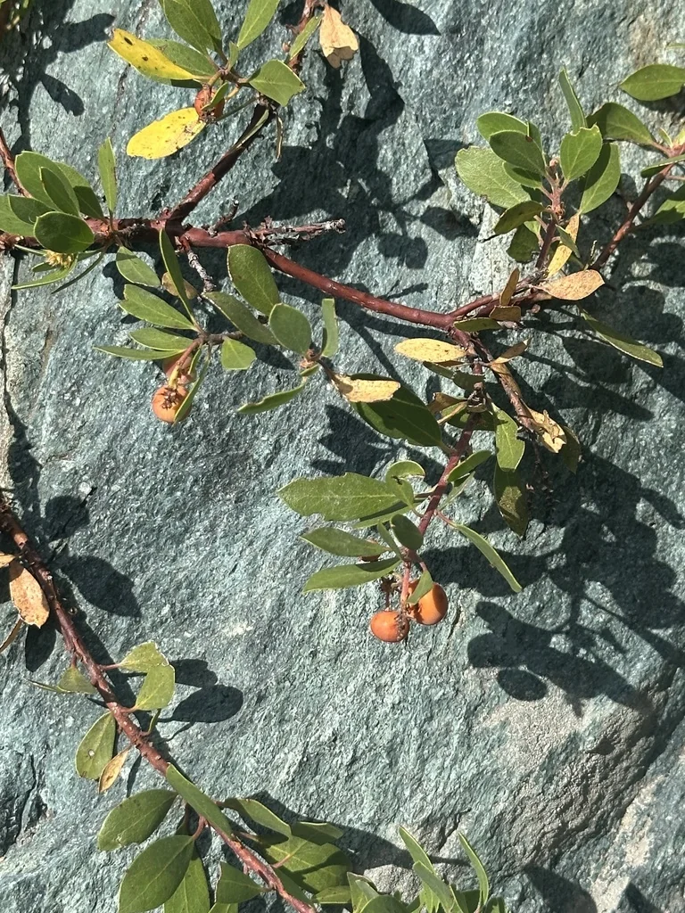 Arctostaphylos Nevadensis