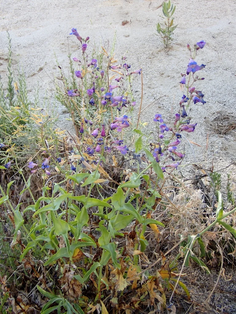 Penstemon Spectabilis