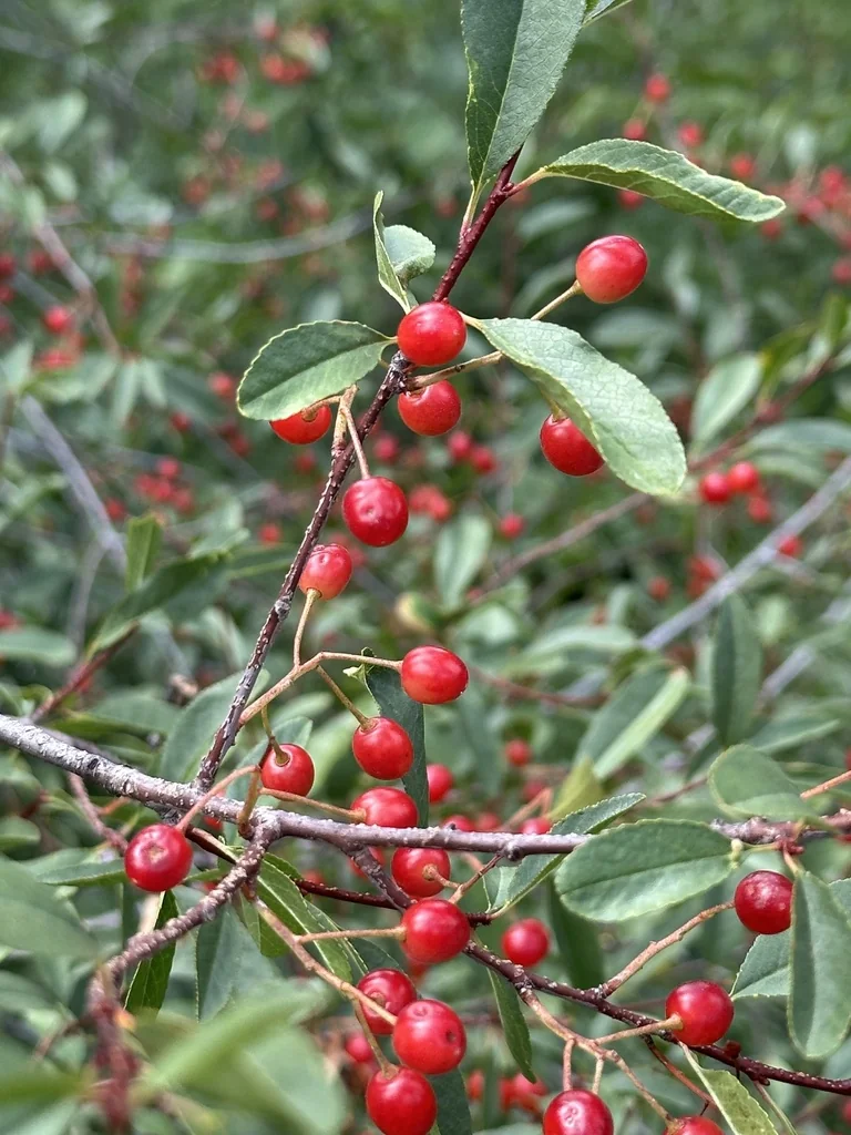 Prunus Emarginata