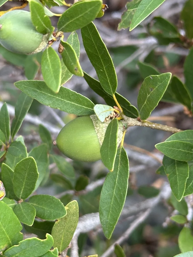 Quercus Vaccinifolia