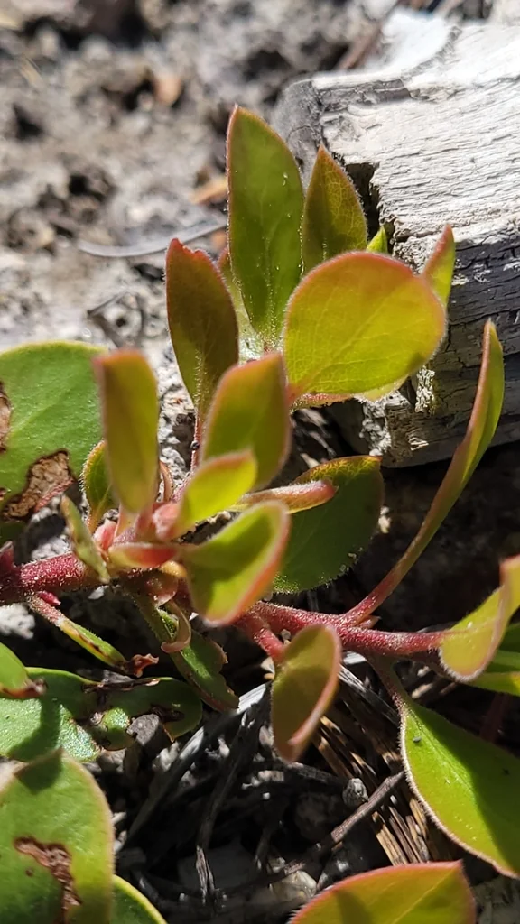 Arctostaphylos Nevadensis
