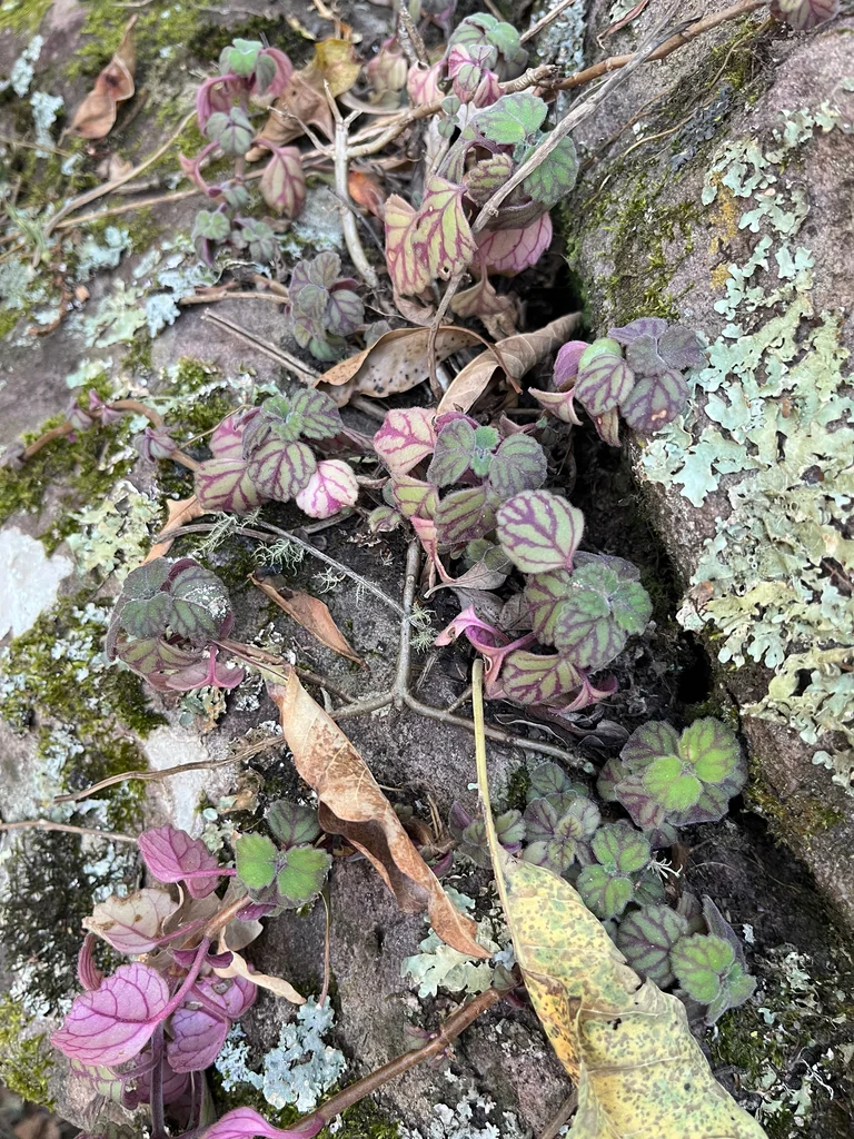 Plectranthus Verticillatus