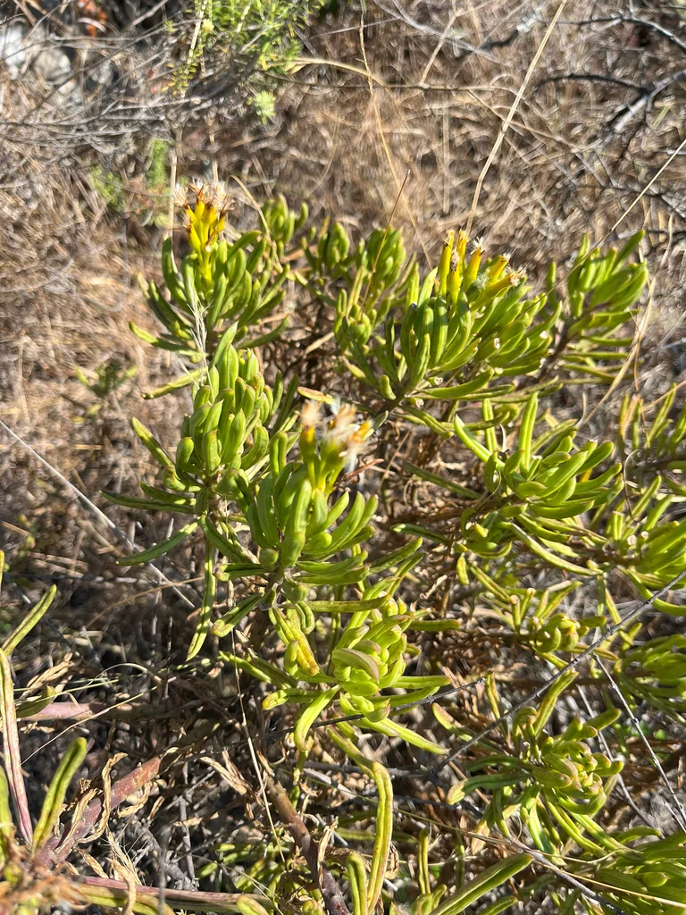Senecio Barbertonicus