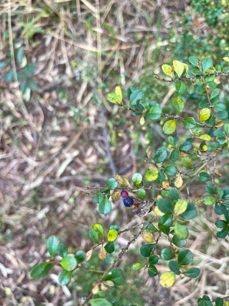Myrsine Africana