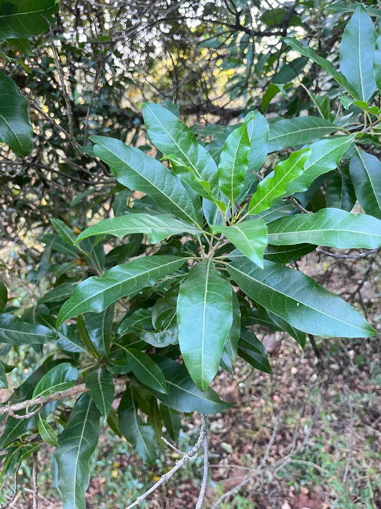 Nuxia Floribunda