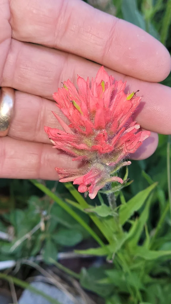 Castilleja Parviflora