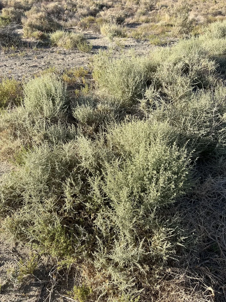 Atriplex Polycarpa
