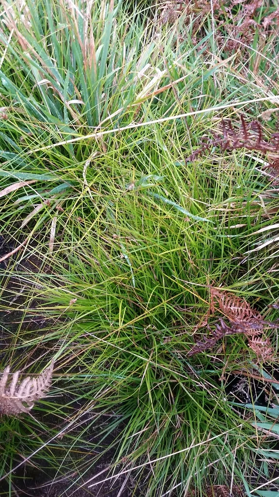 Carex subfusca