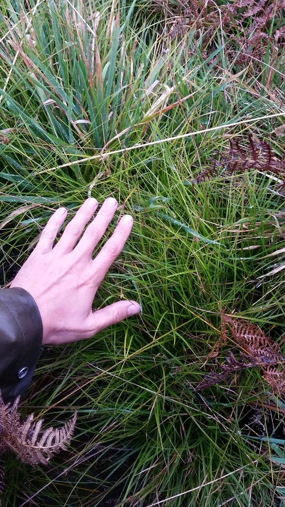 Carex subfusca