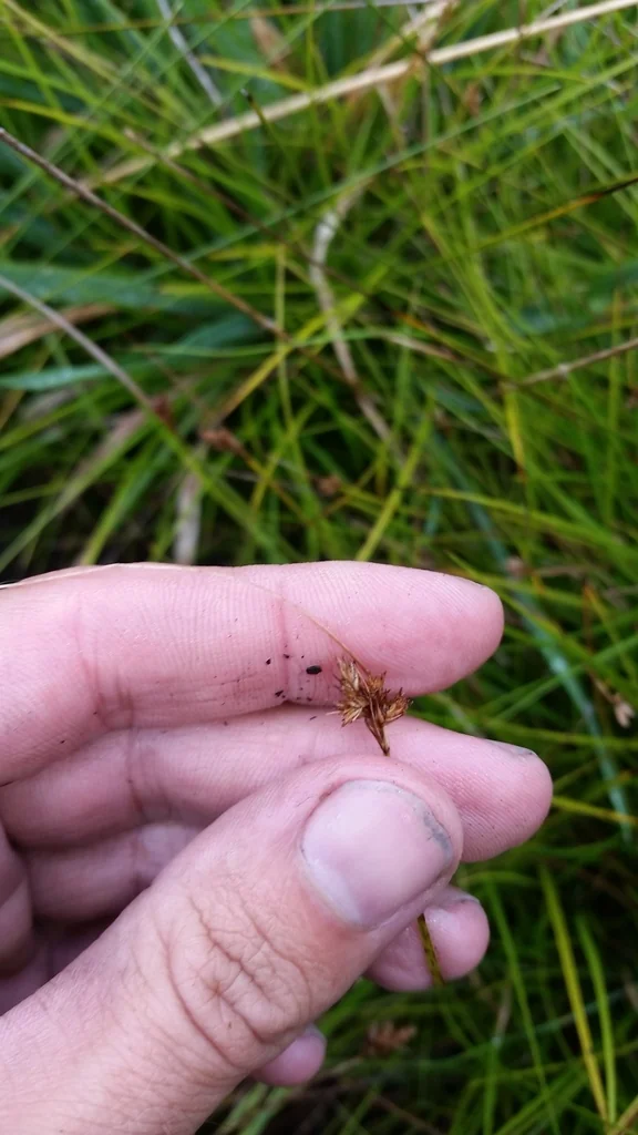 Carex subfusca
