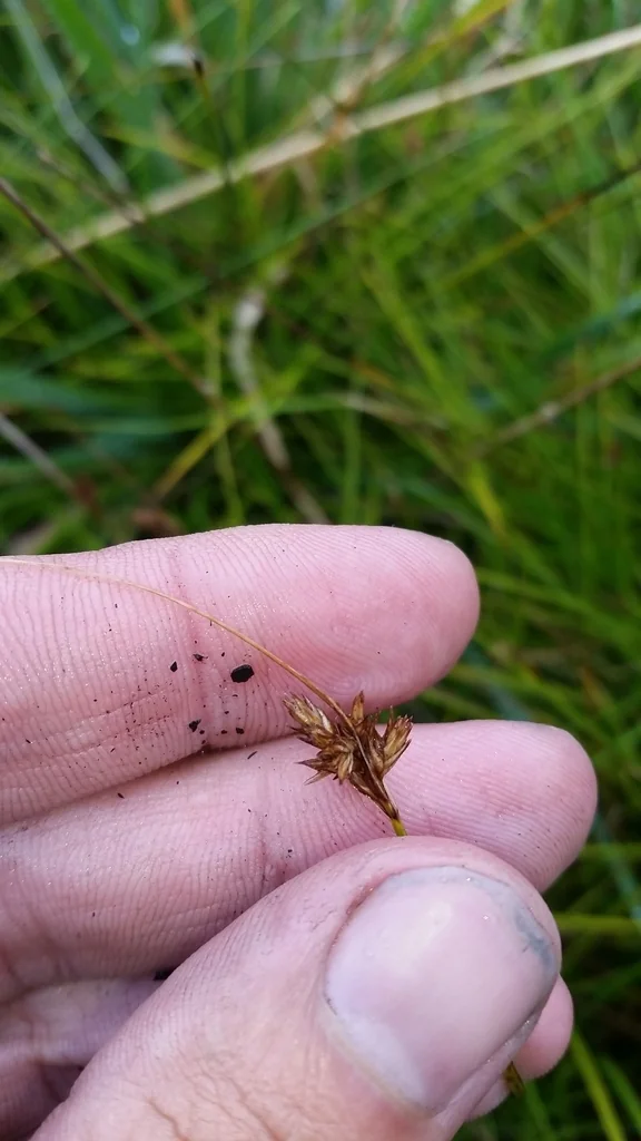 Carex subfusca
