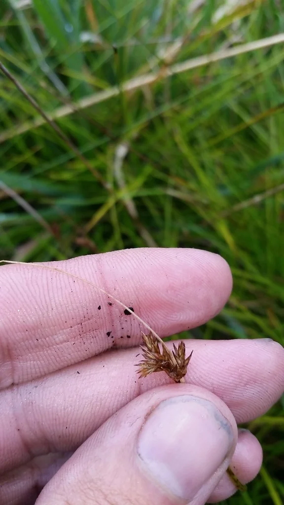Carex subfusca