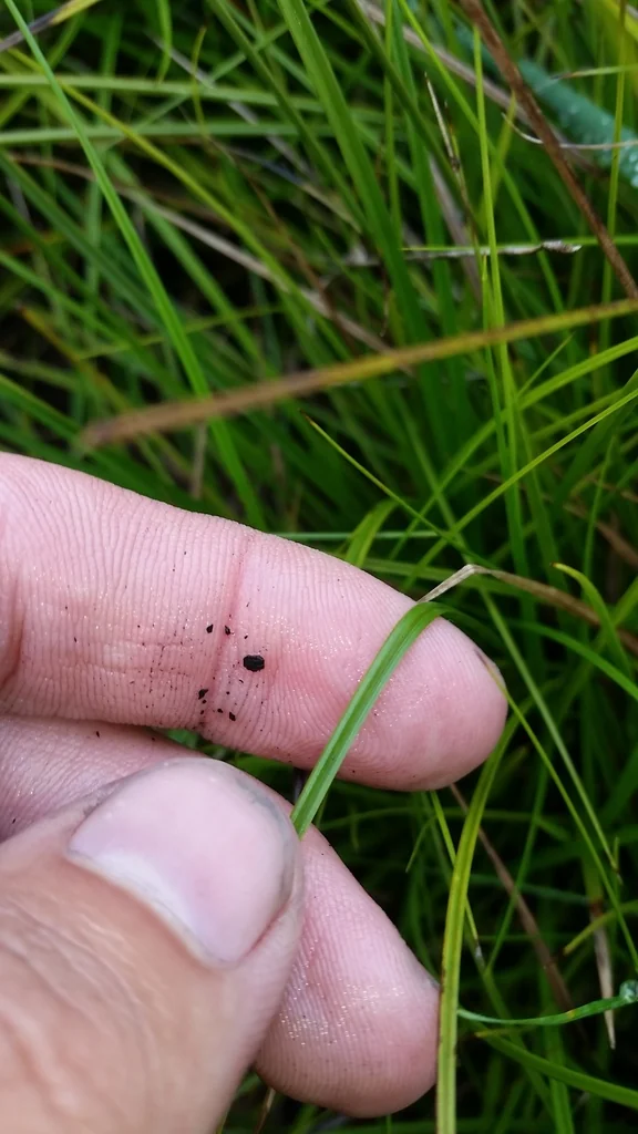 Carex subfusca