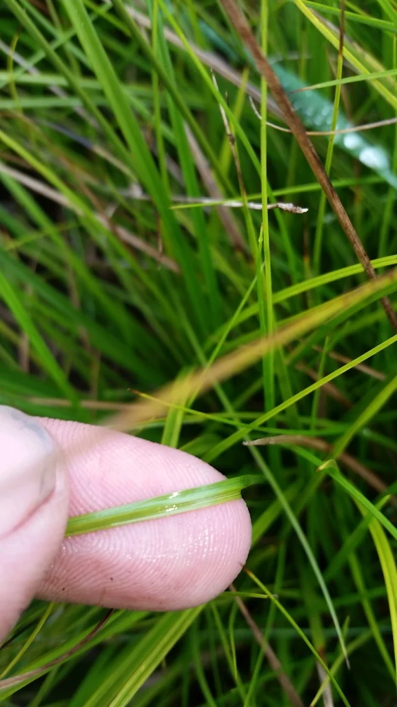 Carex subfusca
