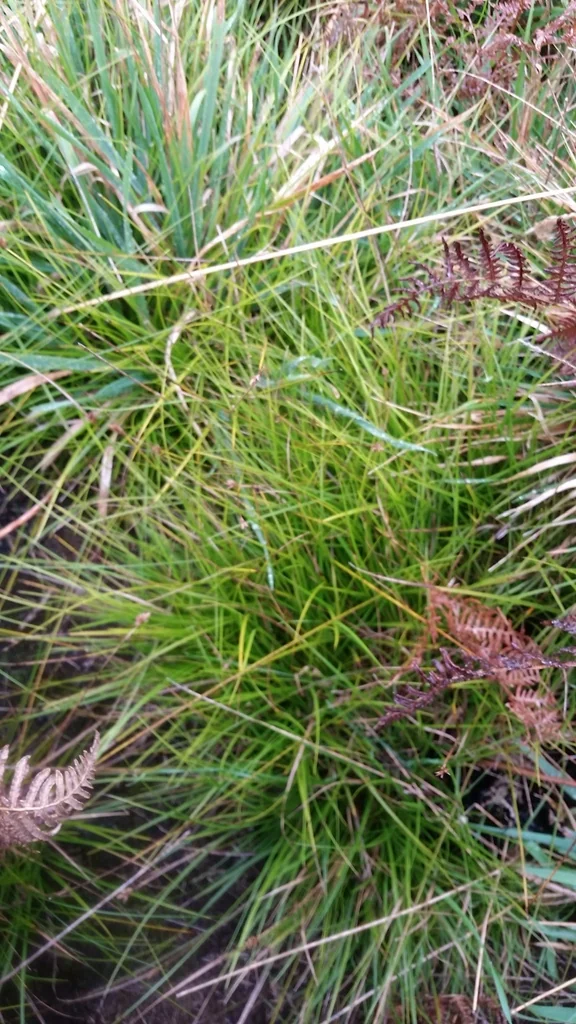 Carex subfusca