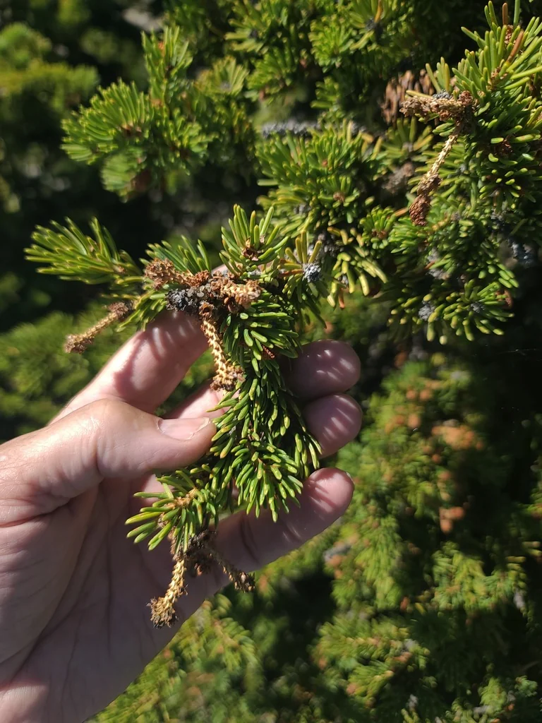 Picea engelmannii