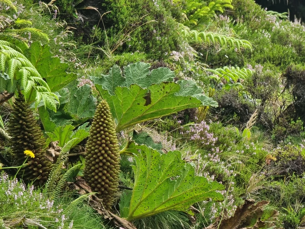 Gunnera Tinctoria