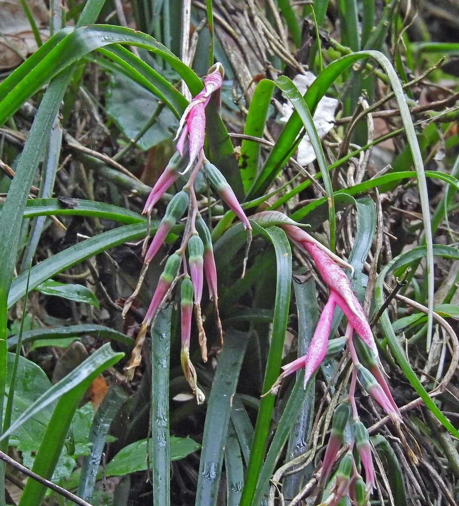 Billbergia Nutans