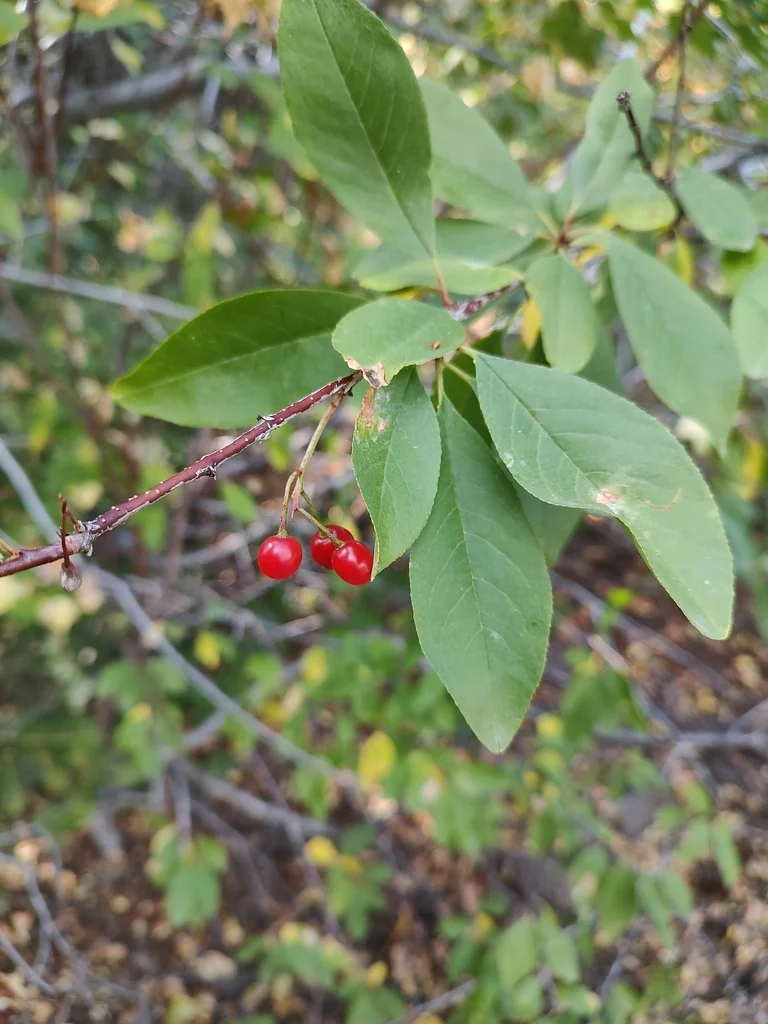 Prunus Emarginata