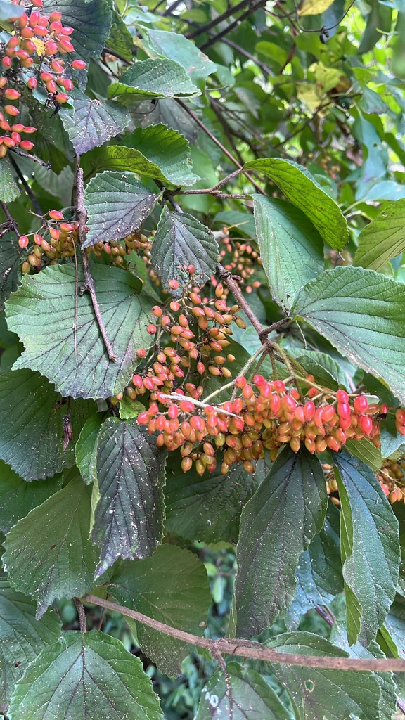 Viburnum dilatatum