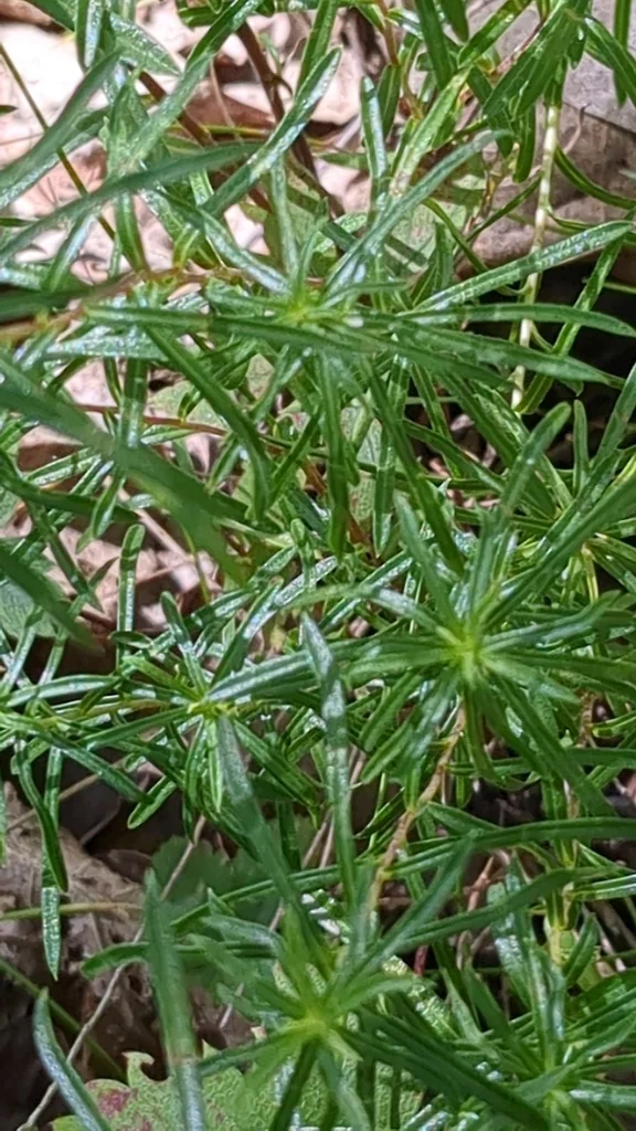 Ionactis linariifolius