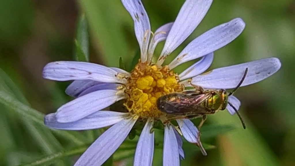 Ionactis linariifolius