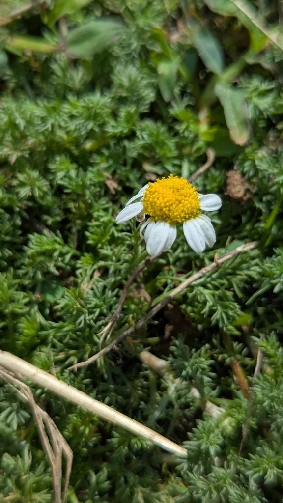 Chamaemelum Nobile