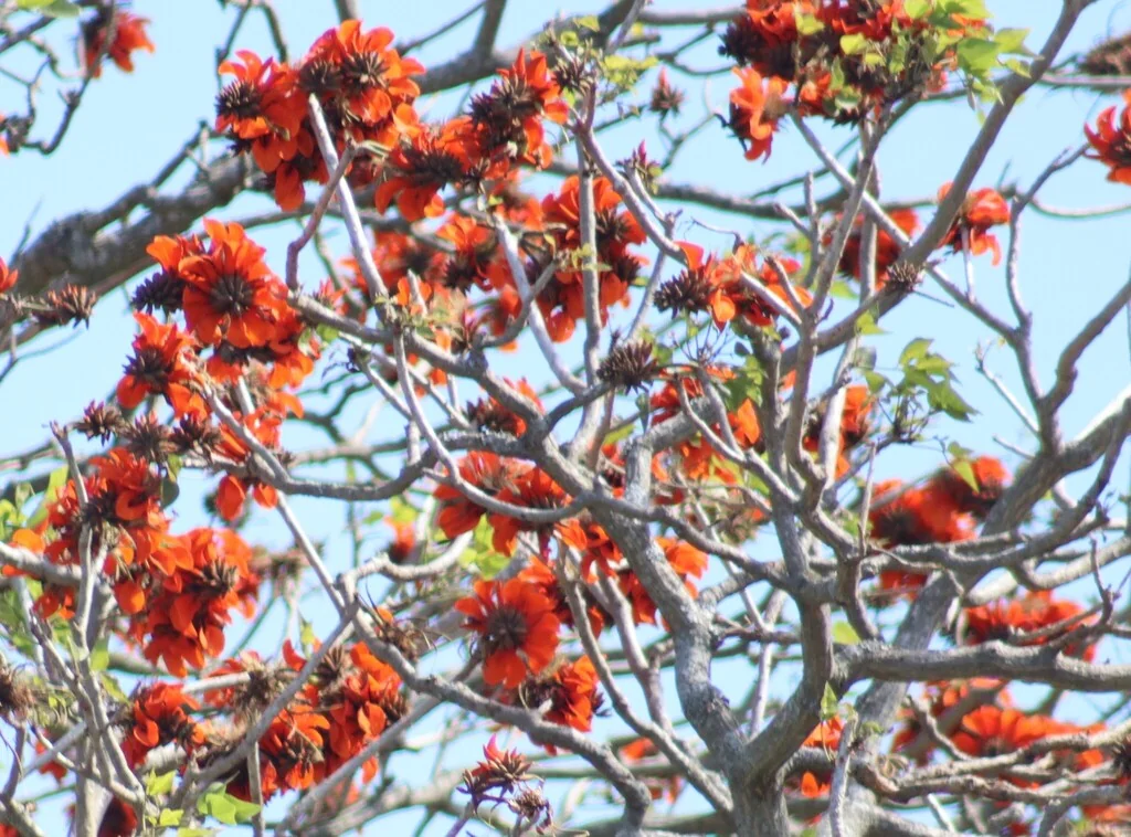 Erythrina Caffra