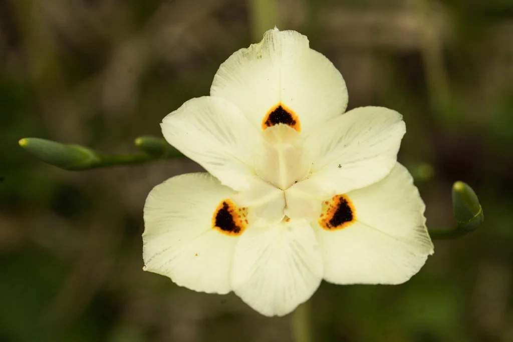 Dietes Bicolor