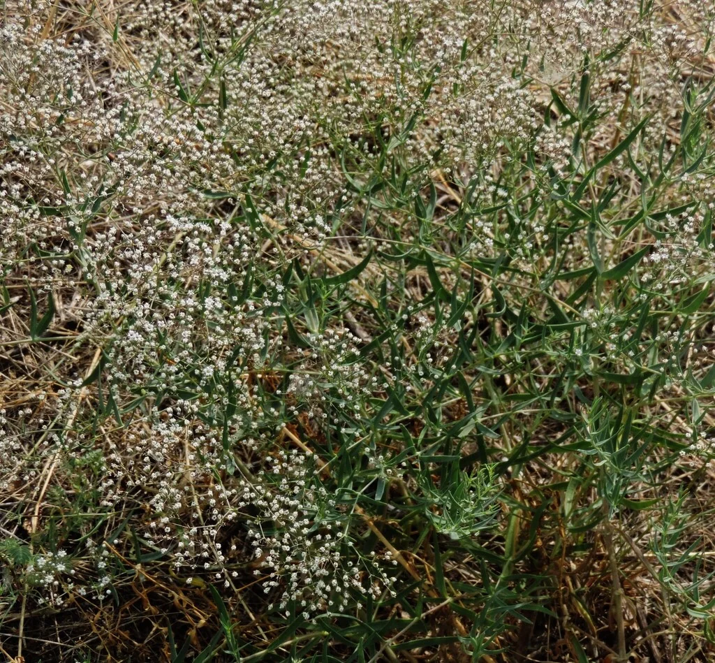 Gypsophila paniculata
