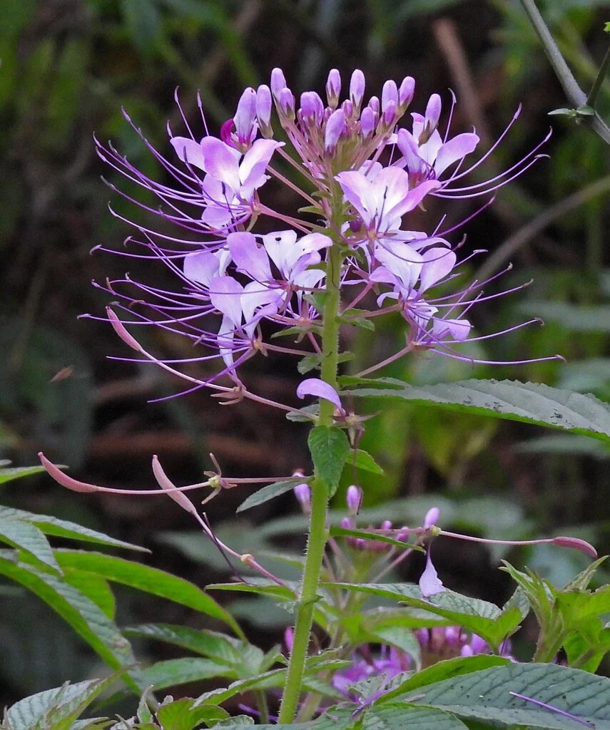 Cleome hassleriana