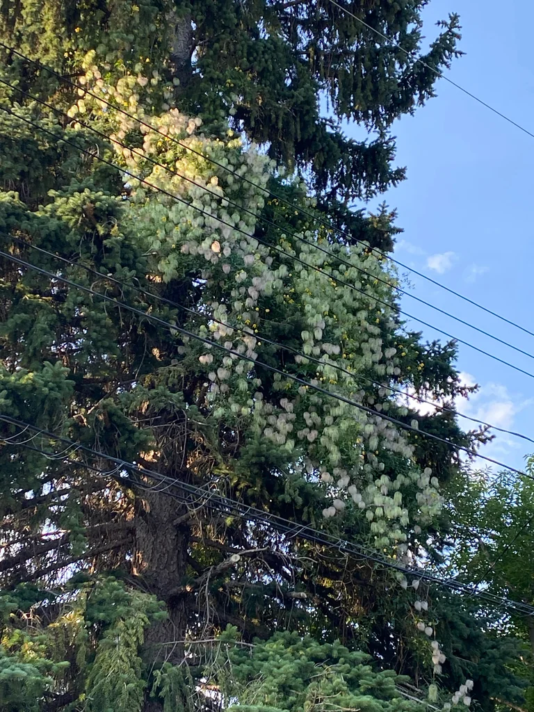 Clematis Tangutica